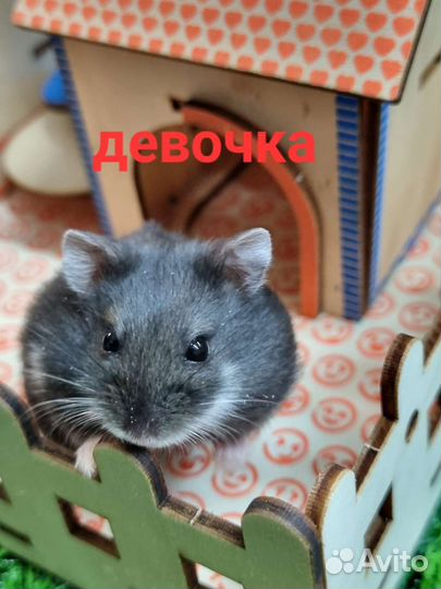 Хомячки джунгарские (кэмпбелла)