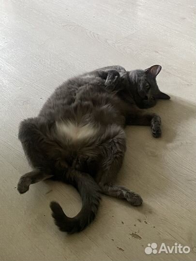 Кошечка Соня