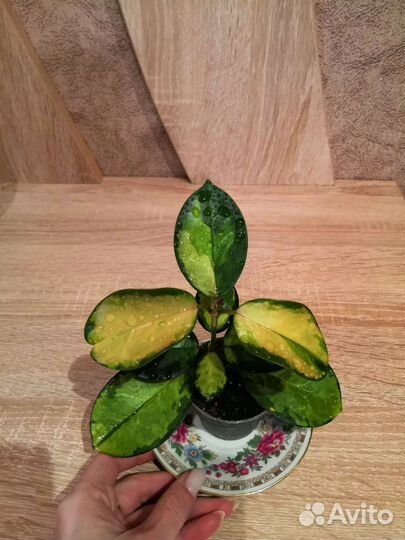 Хойя аустралис Лиза