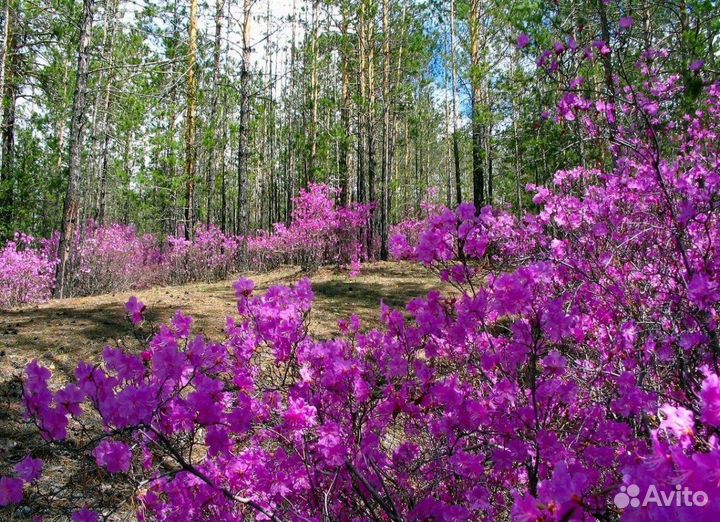 Рододендрон даурский