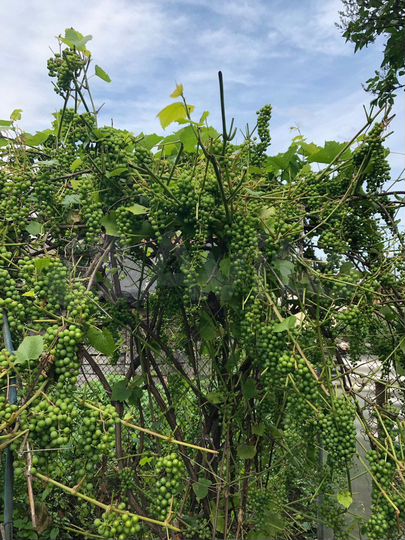 Участок 11 сот. (ИЖС)