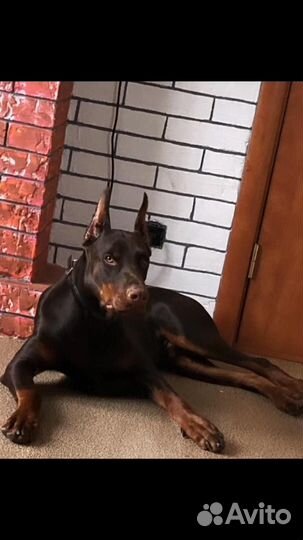 Собаки щенки добермана