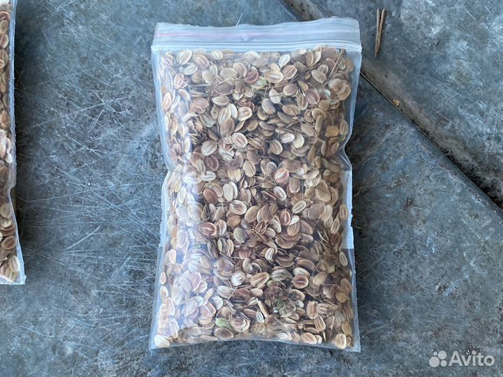 Пастернак семена