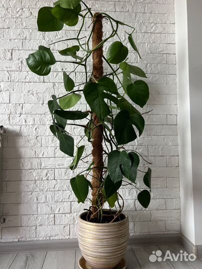 Монстера деликатесная