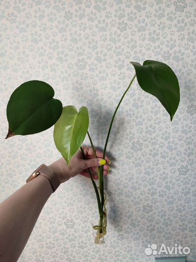 Монстера черенки