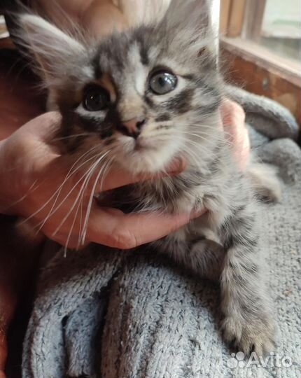 Совсем маленький котейка в дар