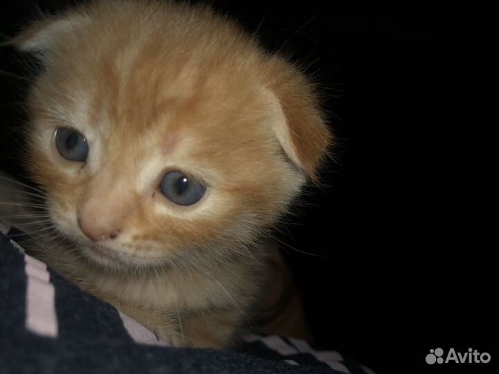Вислоухие котята