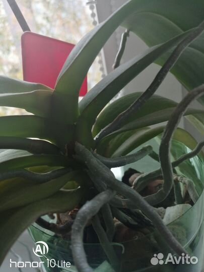 Орхидея фаленопсис