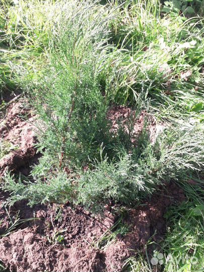 Можжевельник