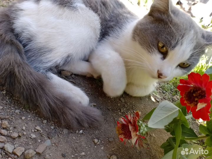 Кот в добрые руки