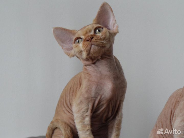 Девон-рекс Крафт