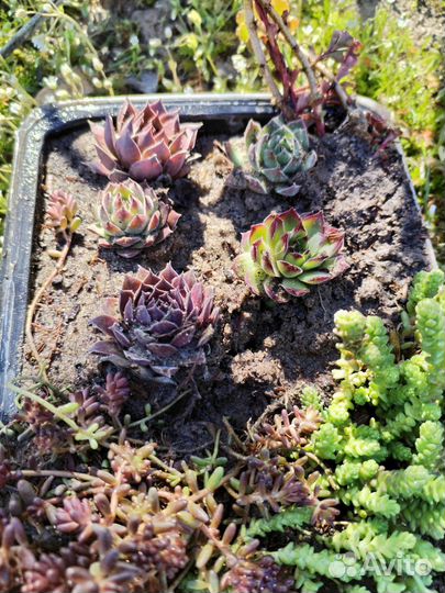 Молодило, очитки