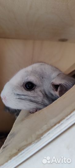 Шиншилла белый вильсон мальчик