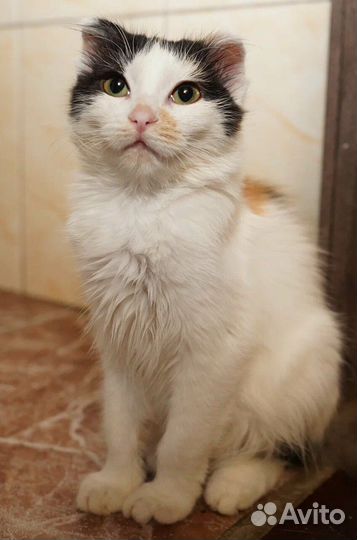 В добрые руки