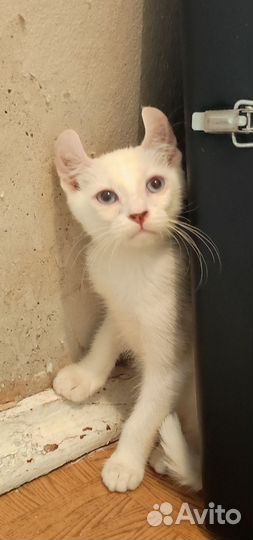 Американский кёрл котенок