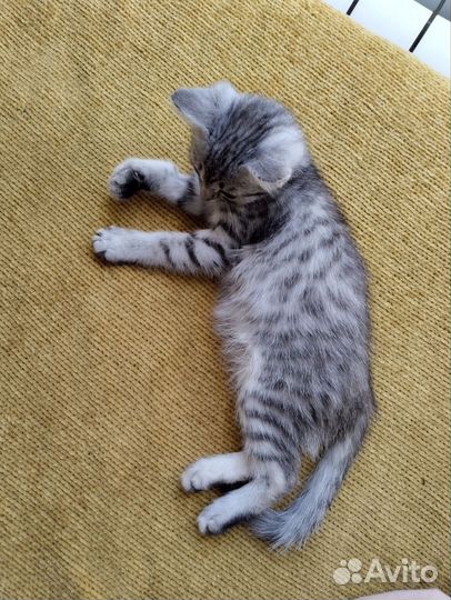 Котёнок (мальчик) в добрые руки