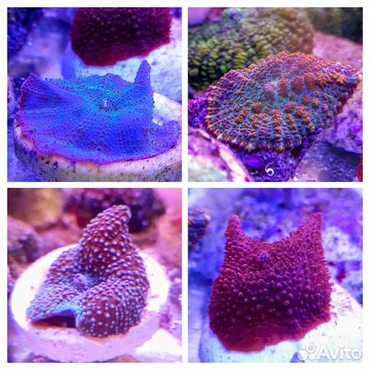 Кораллы, креветки, рыбы, улитки в морской аквариум