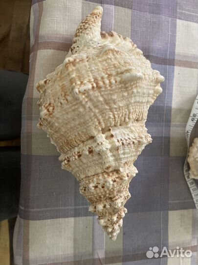 Морские ракушки раковины большие