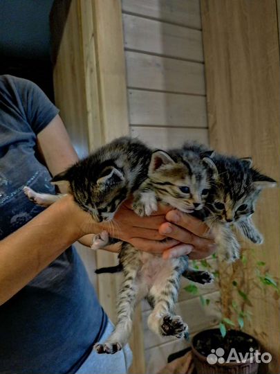 Котята в дар