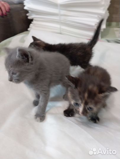 Кошка в дар