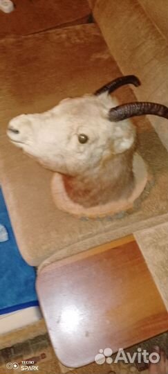 Чучело головы горной козы