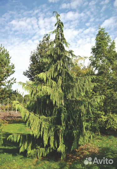 Саженцы декоративных растений