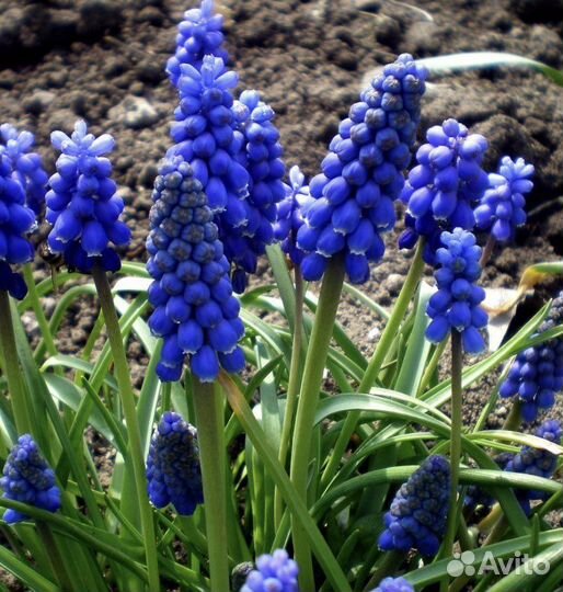 Лилейник простой,пион розовый, примула, мускарики