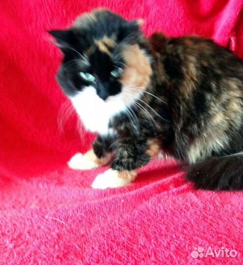 Трехцветная кошечка в добрые руки