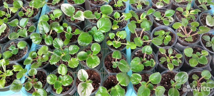 Фиалки сортовые маленькие детки