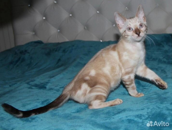 Бенгальские