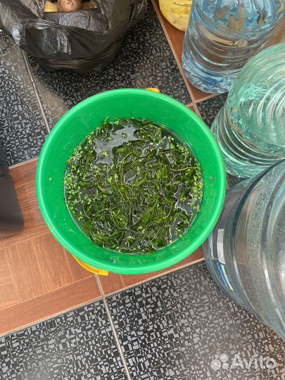 Для аквариума
