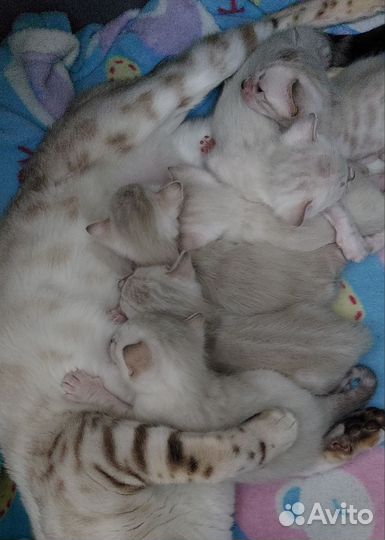 Бенгальские котята