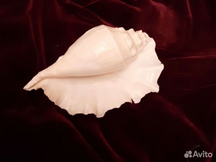 Ракушка морская