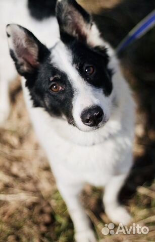 Молодой Мустанг страдает в приюте