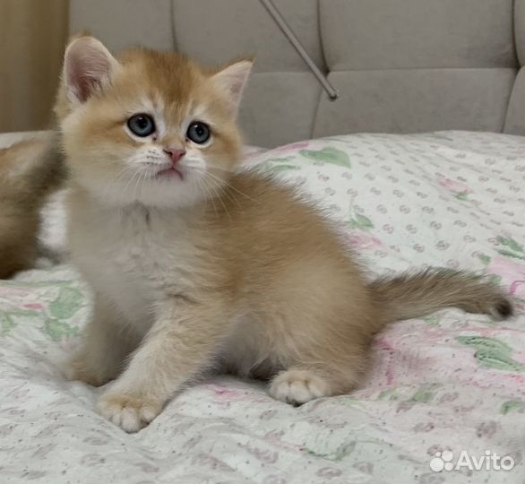 Британская короткошерстная золотая шиншилла