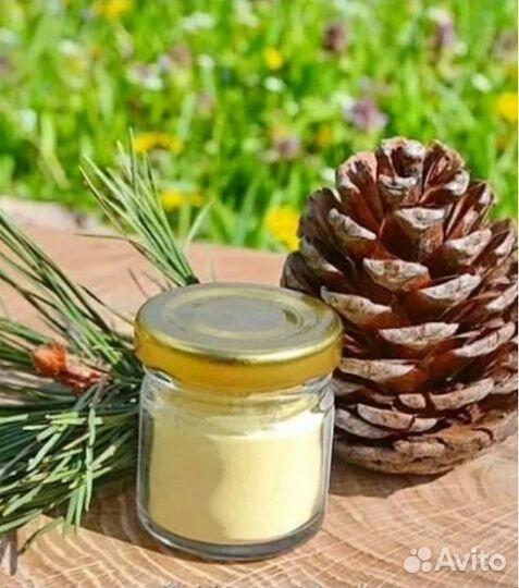 Сосновая пыльца