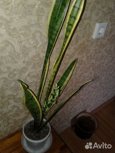 Щучий хвост Сансевиерия