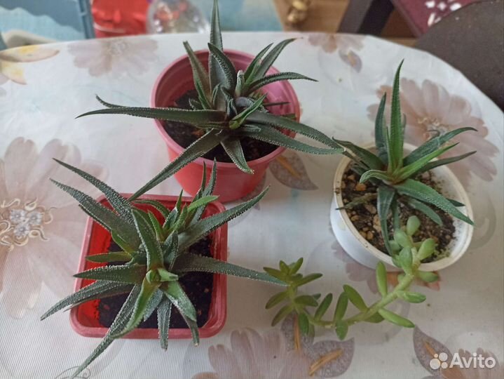 Суккуленты