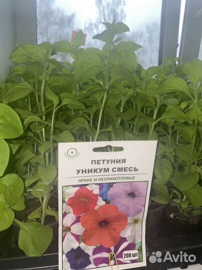 Рассада петунии ампельной,кустовой и лобелии