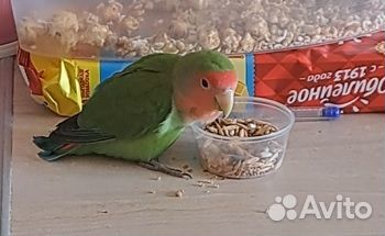 Попугай с клеткой