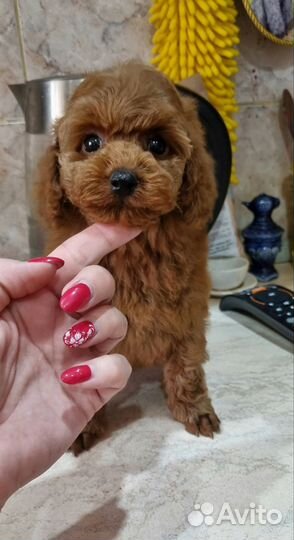 Той-пудель мальчик