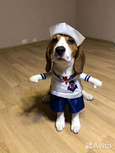 Костюм для собаки