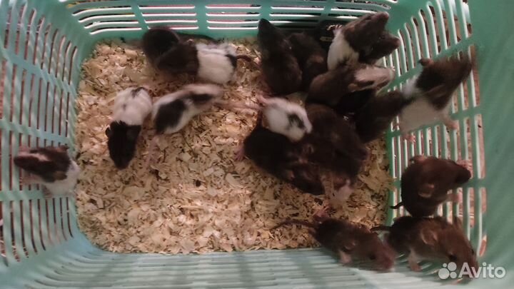 Кормовые крысы, крысы на корм, кормовые грызуны