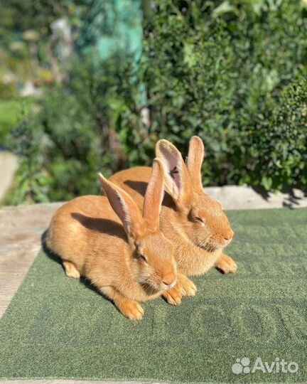 Бургундская порода 5 линий кролики самки самцы