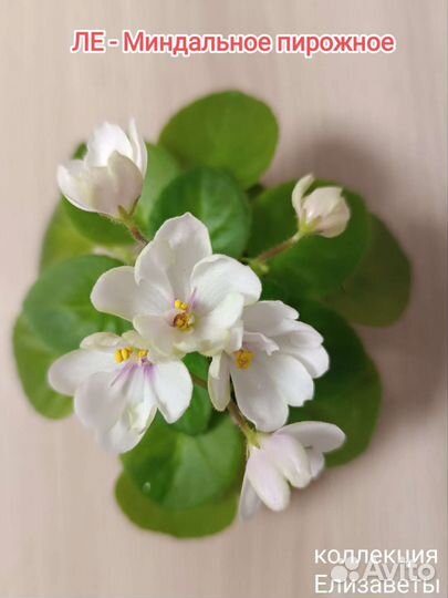 Детки сортовых фиалок