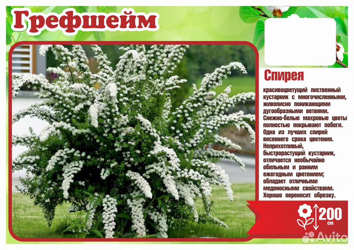 Спирея грефшейм