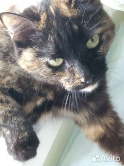 Кошка коричневая с различными пятнами