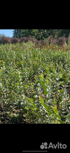 Саженцы декоративных растений