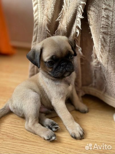 Щеночки мопсики