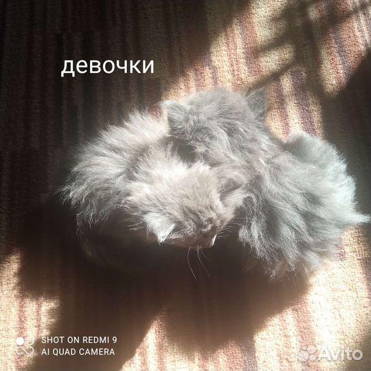 Отдам в добрые руки котят